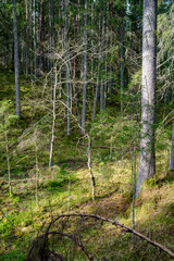 Obraz premium natural summer forest lush with bushes, tree trunks and moss