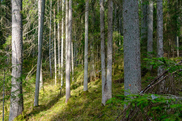 natural summer forest lush with bushes, tree trunks and moss