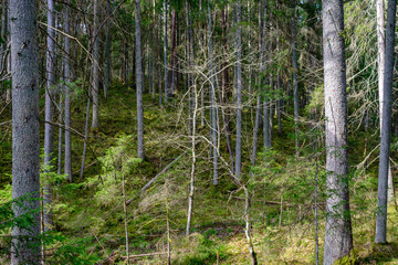 natural summer forest lush with bushes, tree trunks and moss