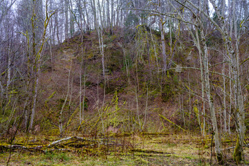 natural summer forest lush with bushes, tree trunks and moss