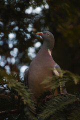 Columba palumbus, pigeon