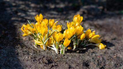 Kępa żółtych krokusów, pierwsze wiosenne kwiaty 