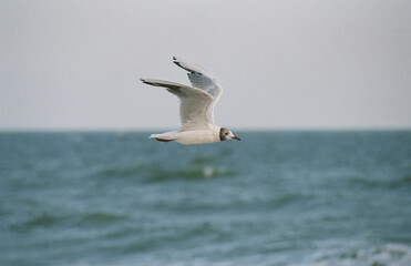 A seagull flies against the background of the sea