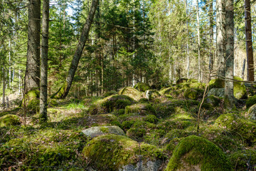 natural summer forest lush with bushes, tree trunks and moss