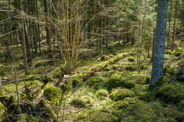 natural summer forest lush with bushes, tree trunks and moss