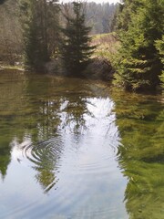 river in the woods