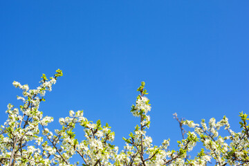 A blue sky with a blank space for text and a blooming plum tree.