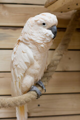 The Close-up of a white bird in a cockatoo parrot nursery