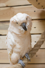 The Close-up of a white bird in a cockatoo parrot nursery