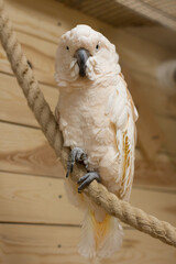 The Close-up of a white bird in a cockatoo parrot nursery