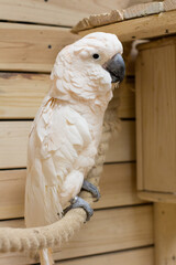 The Close-up of a white bird in a cockatoo parrot nursery