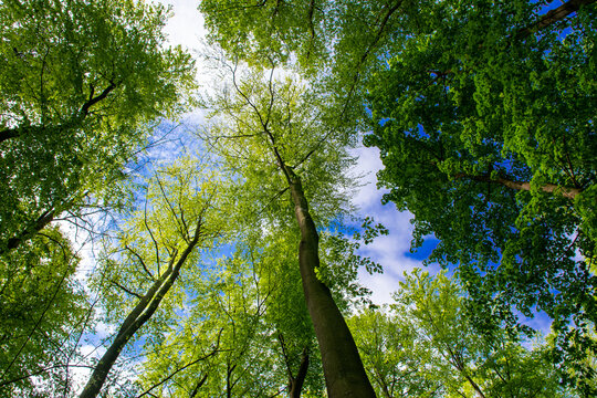 trees in the forest (Buckow, M&auml;rkische Schweiz, Brandenburg, Germany)