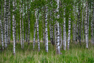 Fototapeta na wymiar natural summer forest lush with bushes, tree trunks and moss