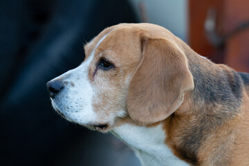 beagle dog portrait