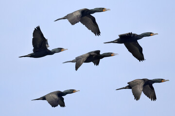Flock of Cormorants (double crested) flying over Presquile bay on bright sunny spring day