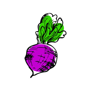 Beet Root Vegetable Outline Sketch with a spot of paint isolated on a white background. Vector Doodle Illustration. Ideal for print, decor or design template
