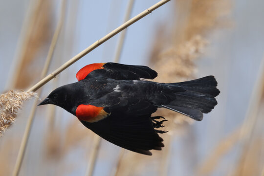 Red winged blackbird males posturing and calling and showing off attracting mates and flying off perch in marsh on bright spring day