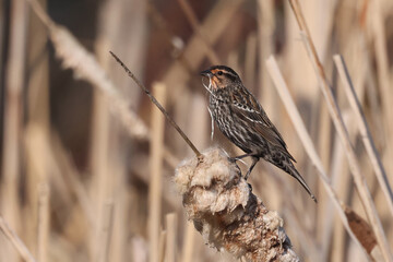 Red winged blackbird with nesting material in her beak perched on cattails building nest in the marsh