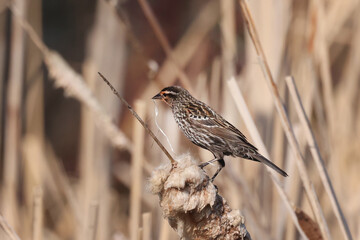 Red winged blackbird with nesting material in her beak perched on cattails building nest in the marsh