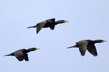 Flock of Cormorants (double crested) flying over Presquile bay on bright sunny spring day