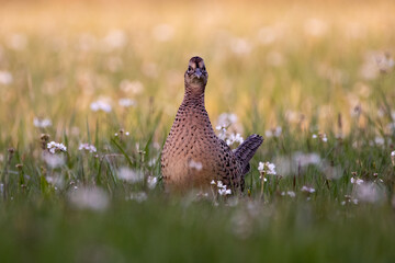 pheasant in the grass