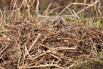 Canada goose incubating eggs on nest, or a destroyed nest after fox ate eggs, and one Canada goose dabbling(tipping upside down to eat underwater plants) in marsh on spring day