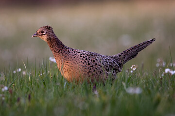 pheasant in the grass