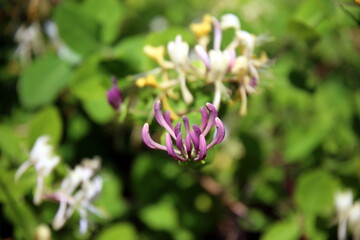 Selective focus on small purple wild flower, in the surrounding greenery (lonicera hispidula)