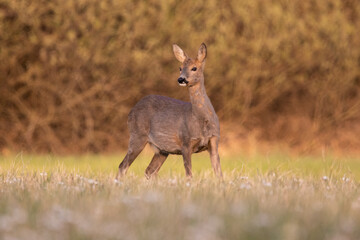 white deer