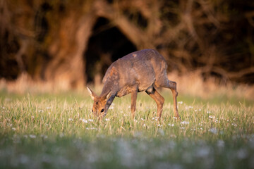 deer in the grass