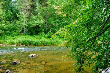 Fototapeta na wymiar small country river stream in summer green forest