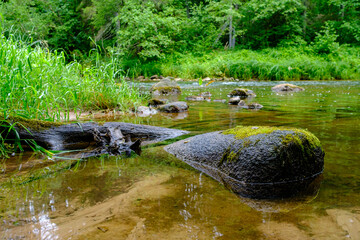 small country river stream in summer green forest