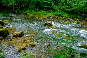 Fototapeta premium small country river stream in summer green forest