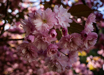 pink blossom