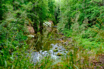 small country river stream in summer green forest