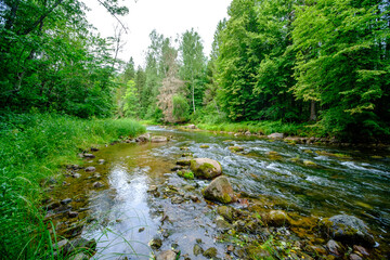 small country river stream in summer green forest