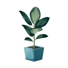 Fikus - egzotyczne zielone liście w turkusowej kwadratowej doniczce. Botaniczna ilustracja tropikalnej rośliny na białym tle. © Monika