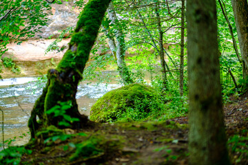 Fototapeta premium large old tree in the forest