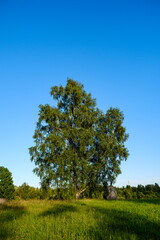 Fototapeta na wymiar large old tree in the forest