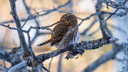 Northern Pygmy Owl (Glaucidium californicum) perched on a tree branch in a forest Canadian wildlife background. Owl hunting at sunset