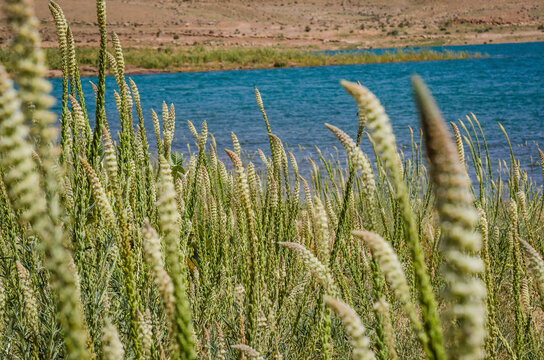 Reseda luteola on the shore of Barrage Al-Hassan Addakhil water dam in Morocco near Errachidia city