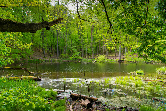 river in the woods (Buckow, M&auml;rkische Schweiz, Brandenburg, Germany)