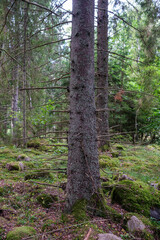 large old tree in the forest