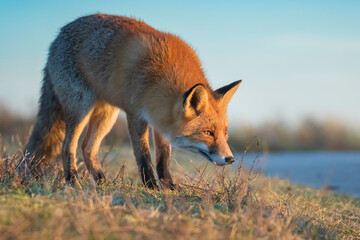 Wild red fox, vulpes vulpes, at sunset