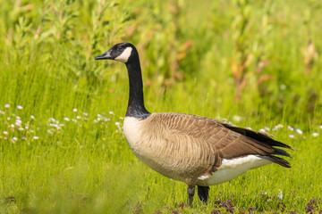 Fototapeta premium Canadian goose Branta canadensis in a meadow