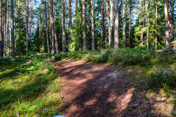 Fototapeta premium tourist trail in forest in autumn