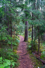 tourist trail in forest in autumn