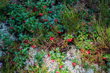lingonberries in green forest bed in summer
