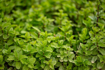 Fresh green mint plants in growth at field
