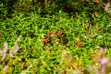 lingonberries in green forest bed in summer